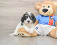 8 week old Cavachon Puppy For Sale - Premier Pups