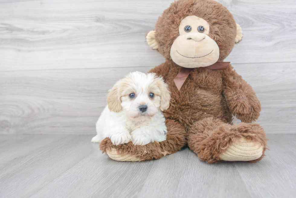 Cavachon Puppy for Adoption