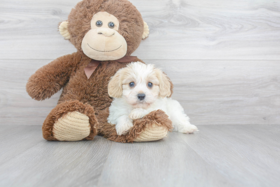 Best Cavachon Baby