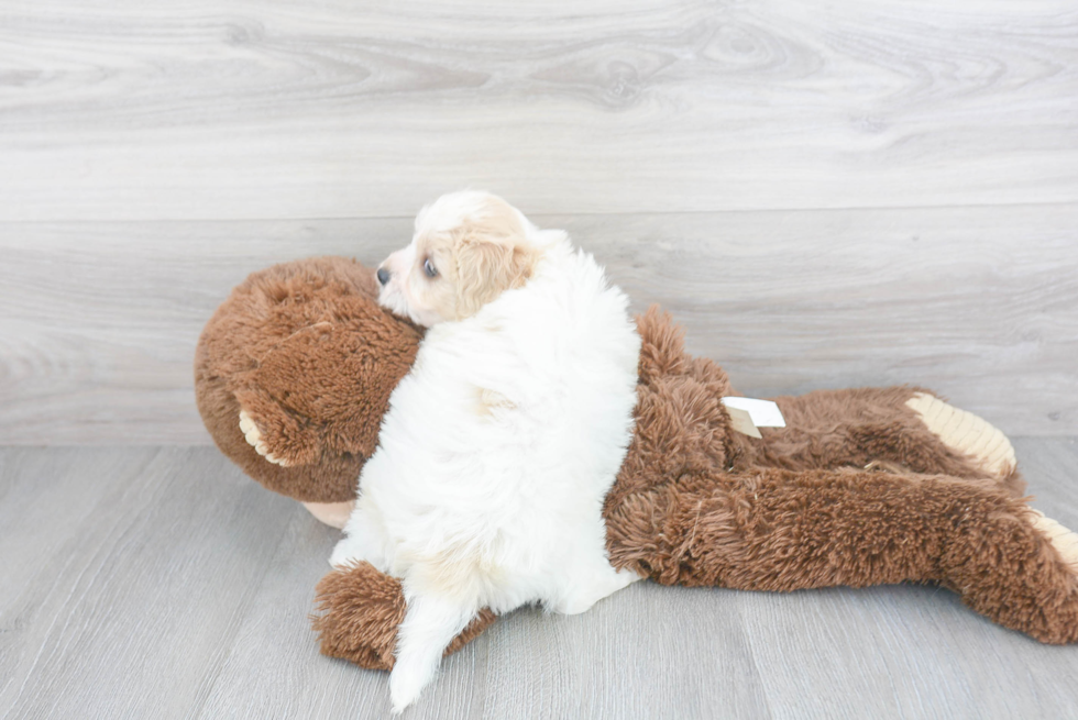 Best Cavachon Baby
