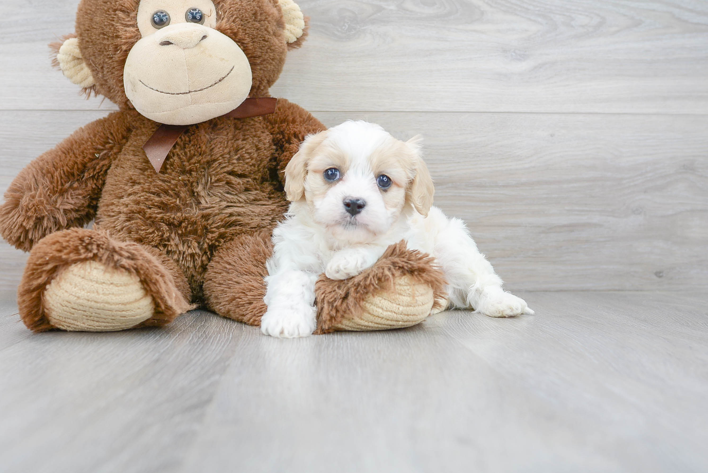 Best Cavachon Baby