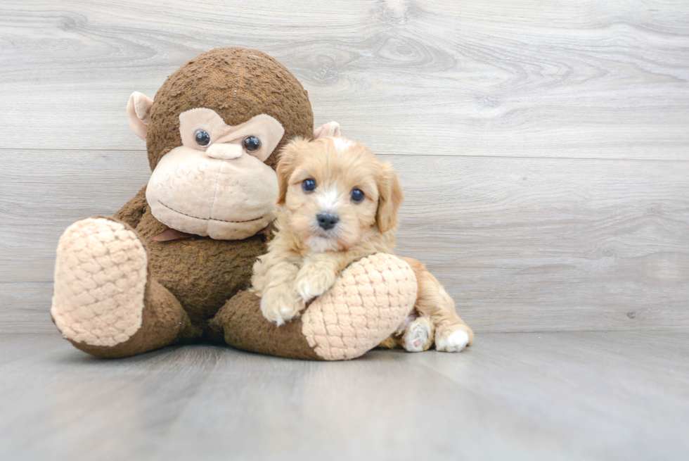 Petite Cavachon Designer Pup