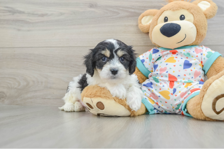 Little Cavalier Bichon Designer Puppy