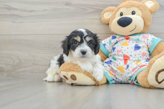 Little Cavalier Bichon Designer Puppy