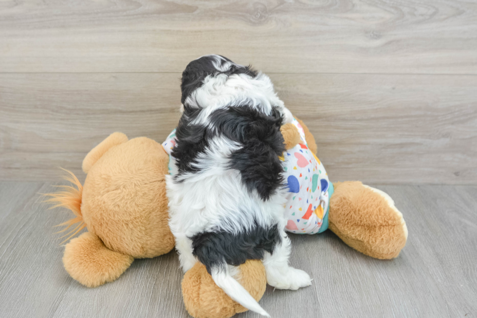 Cavachon Pup Being Cute