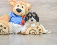8 week old Cavachon Puppy For Sale - Premier Pups