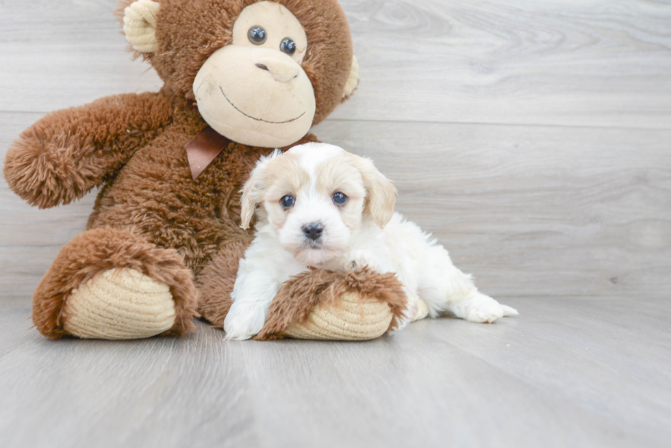 Playful Cavalier Designer Puppy