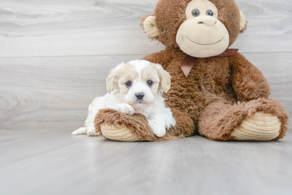Adorable Cavalier Designer Puppy