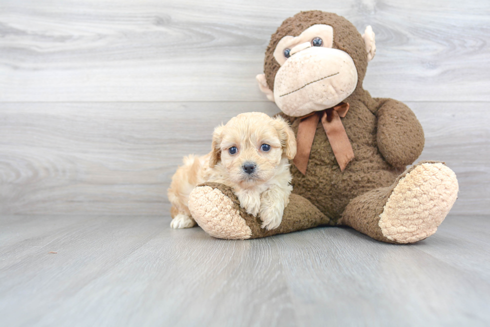 Cavachon Puppy for Adoption