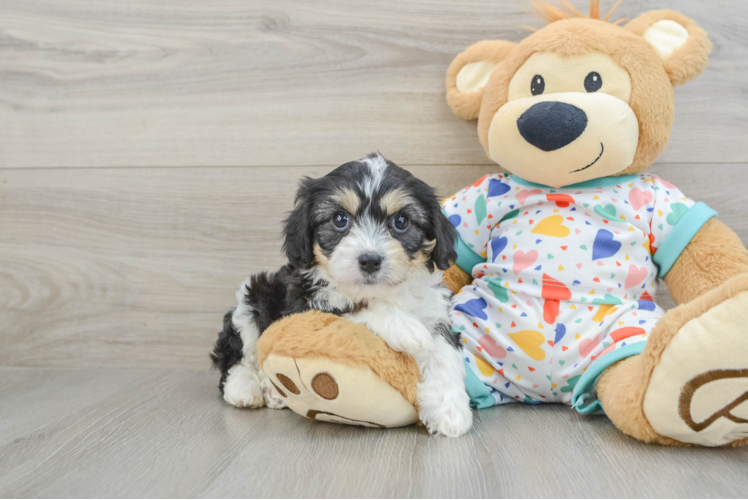 Hypoallergenic Cavalier Bichon Designer Puppy