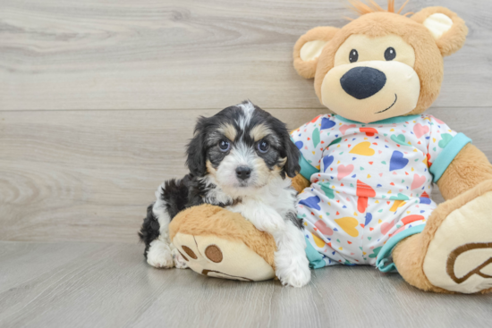 Hypoallergenic Cavalier Bichon Designer Puppy