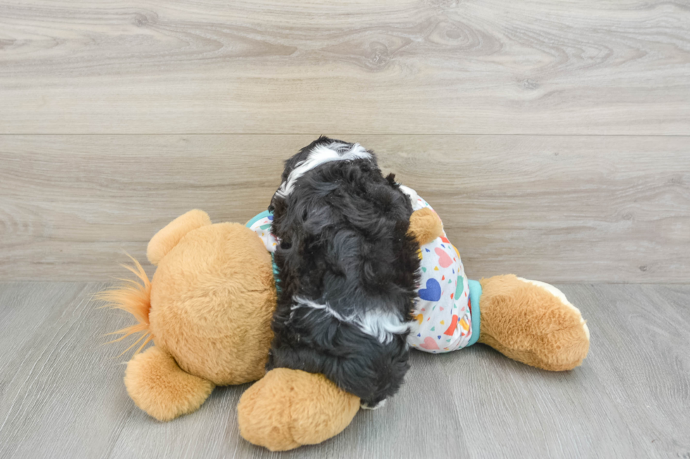 Little Cavalier Bichon Designer Puppy