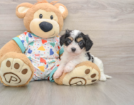 8 week old Cavachon Puppy For Sale - Premier Pups