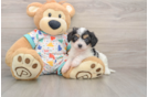 Smart Cavachon Designer Pup
