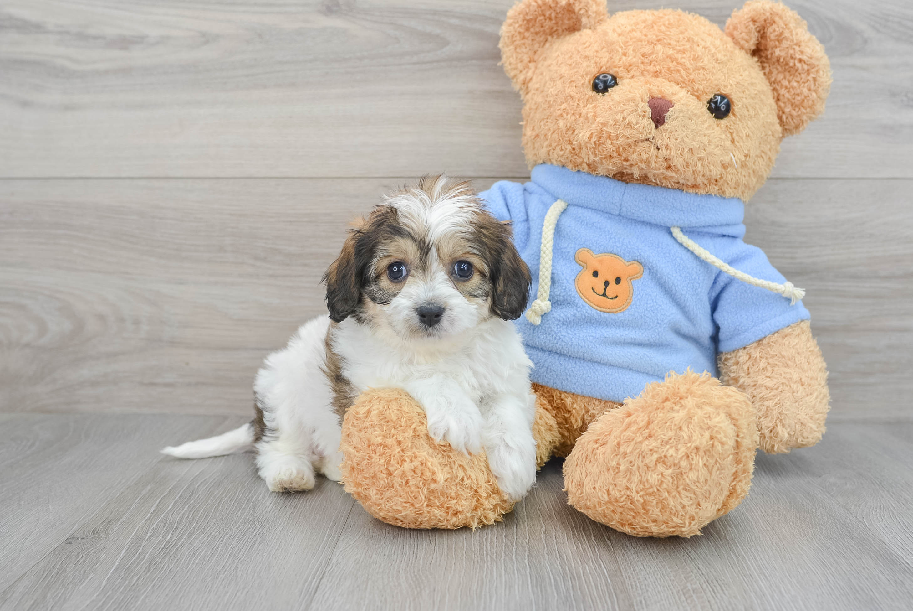 Sweet Cavachon Baby