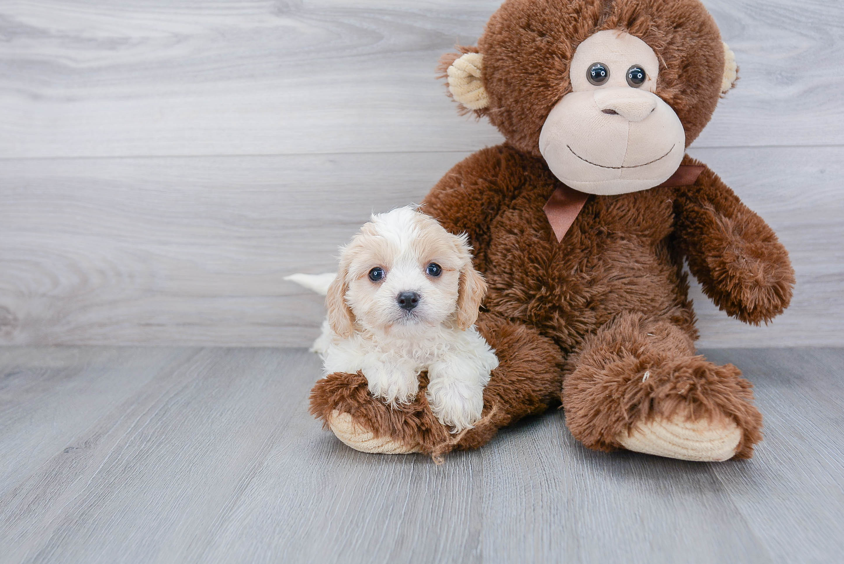 Best Cavachon Baby