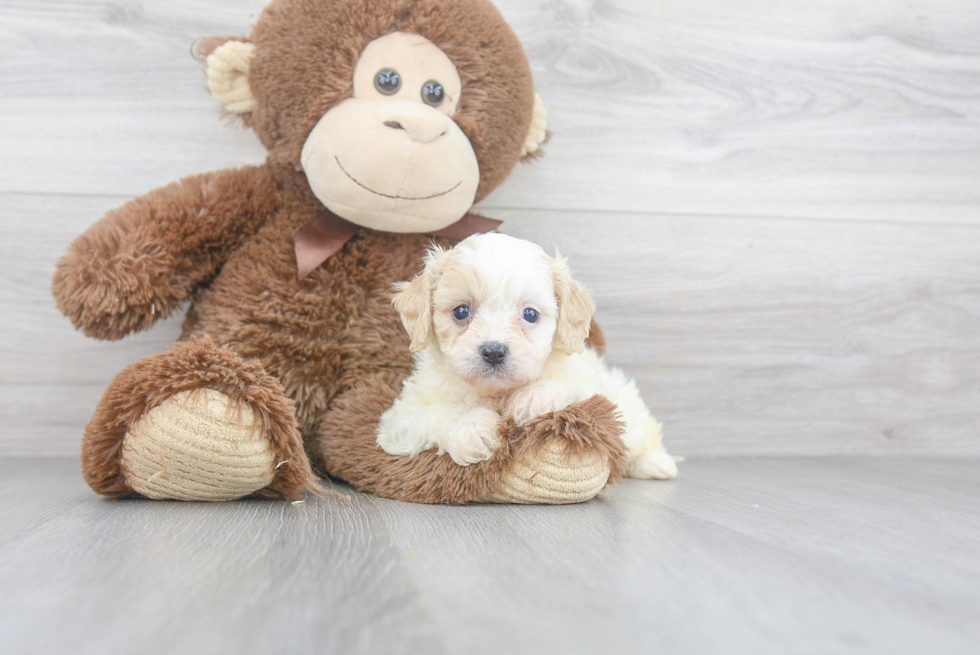 Small Cavachon Baby
