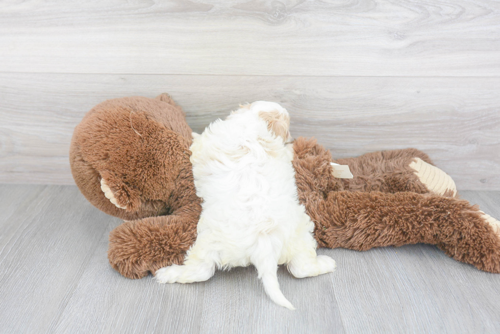 Funny Cavachon Designer Pup