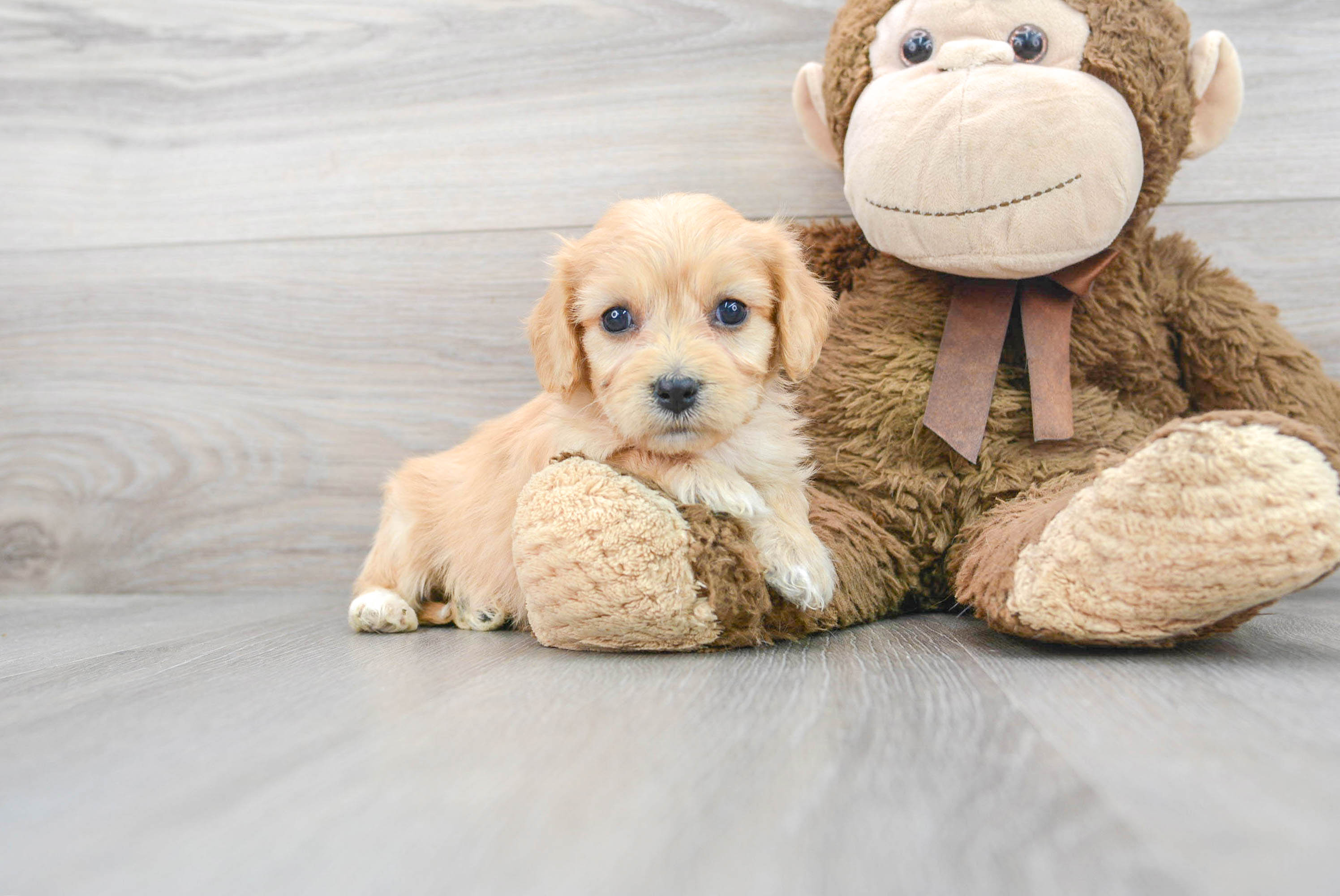 Cavachon Puppy for Adoption