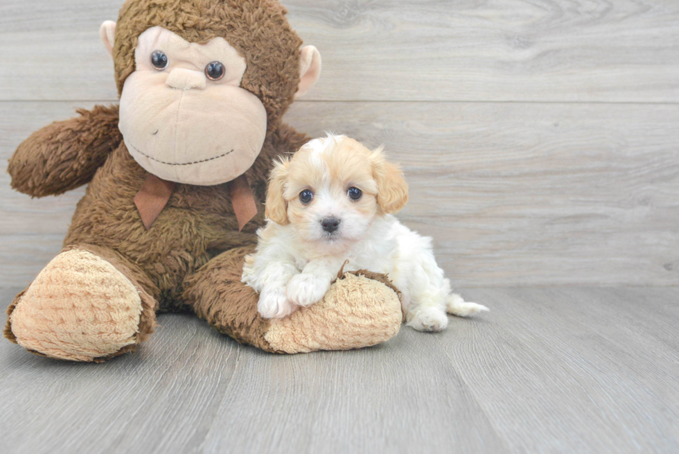Best Cavachon Baby