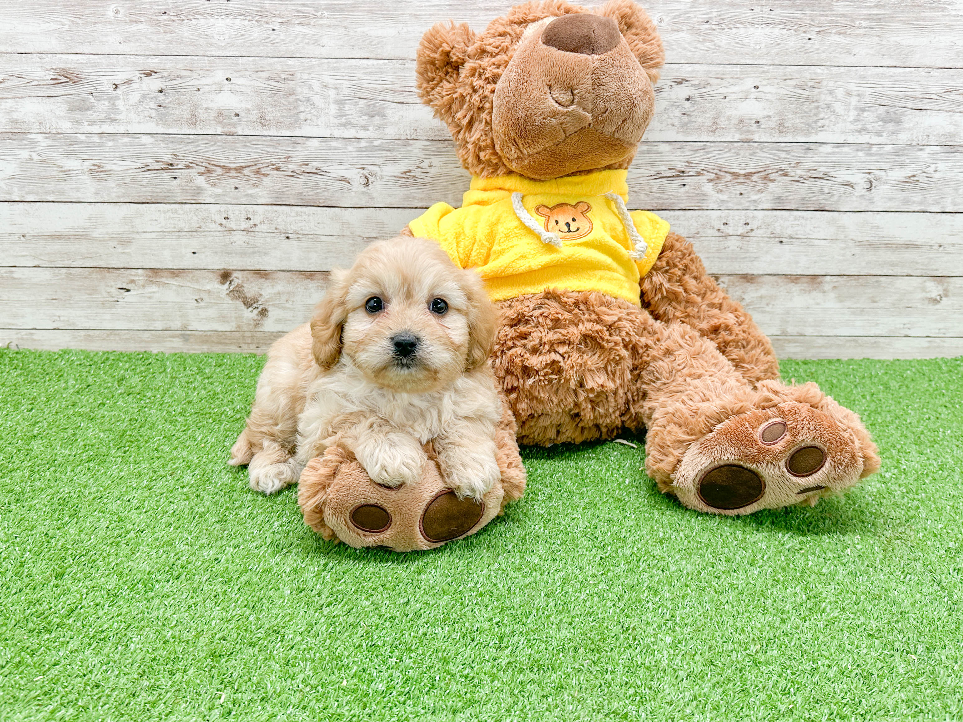 Cavachon Pup Being Cute