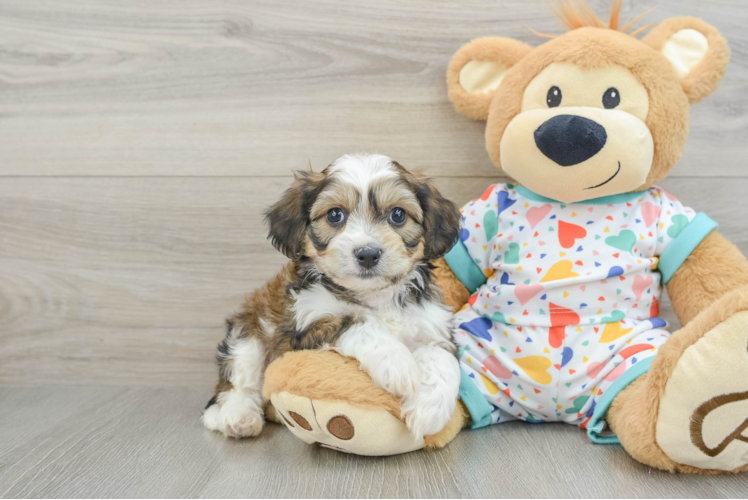 Hypoallergenic Cavalier Bichon Designer Puppy