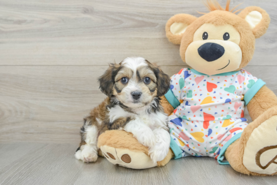 Hypoallergenic Cavalier Bichon Designer Puppy