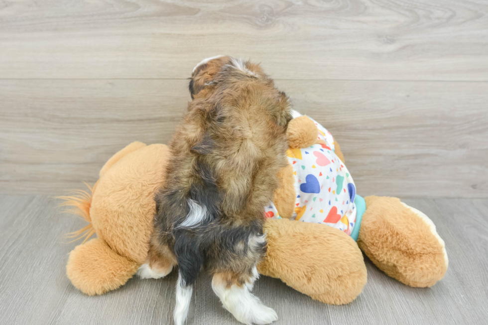 Funny Cavachon Designer Pup