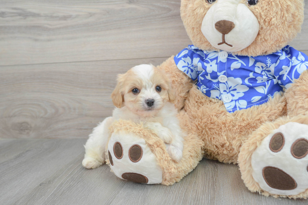 Fluffy Cavachon Designer Pup