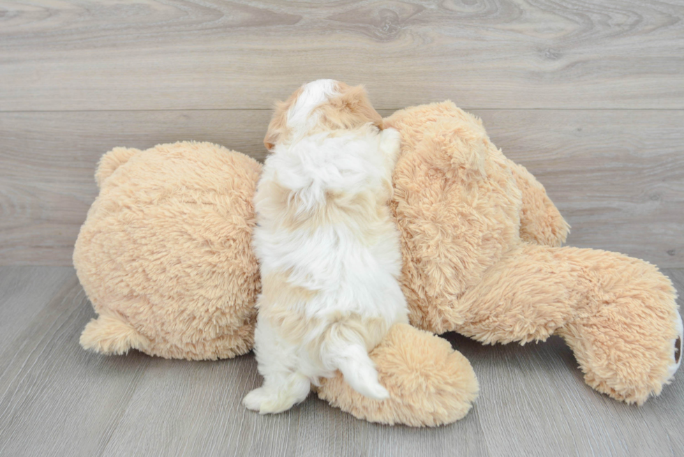 Cavachon Puppy for Adoption