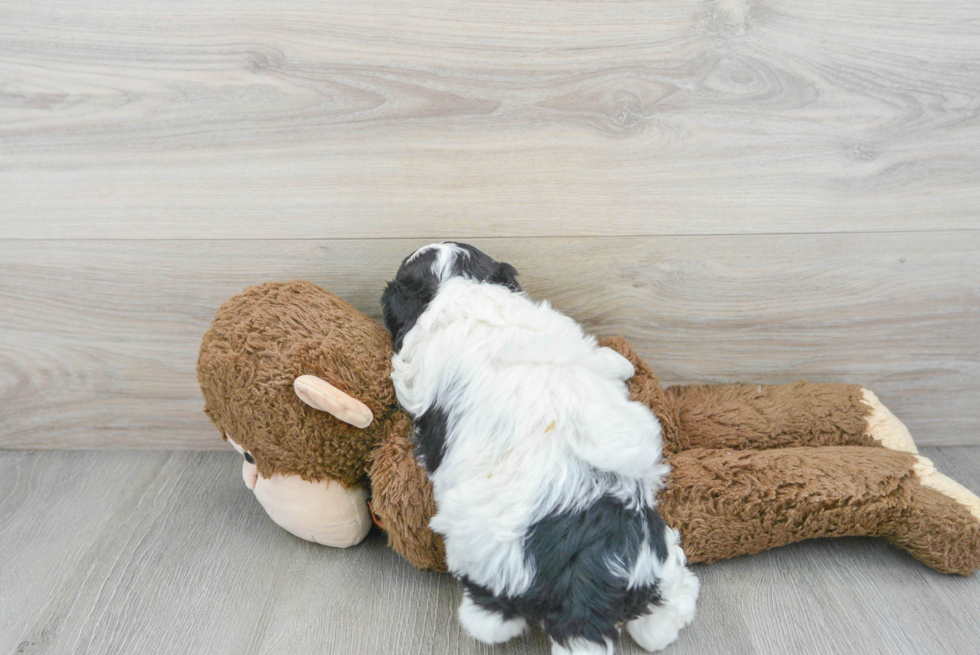 Smart Cavachon Designer Pup