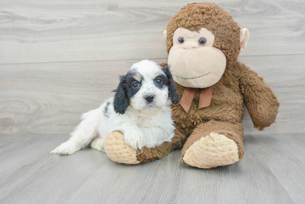 Fluffy Cavachon Designer Pup