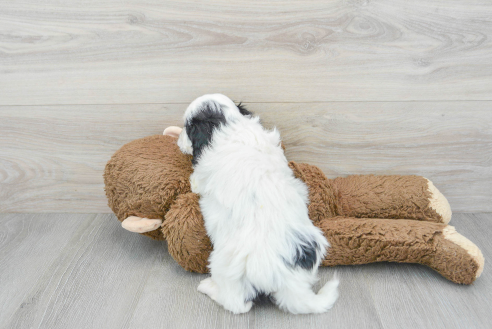 Cavachon Puppy for Adoption