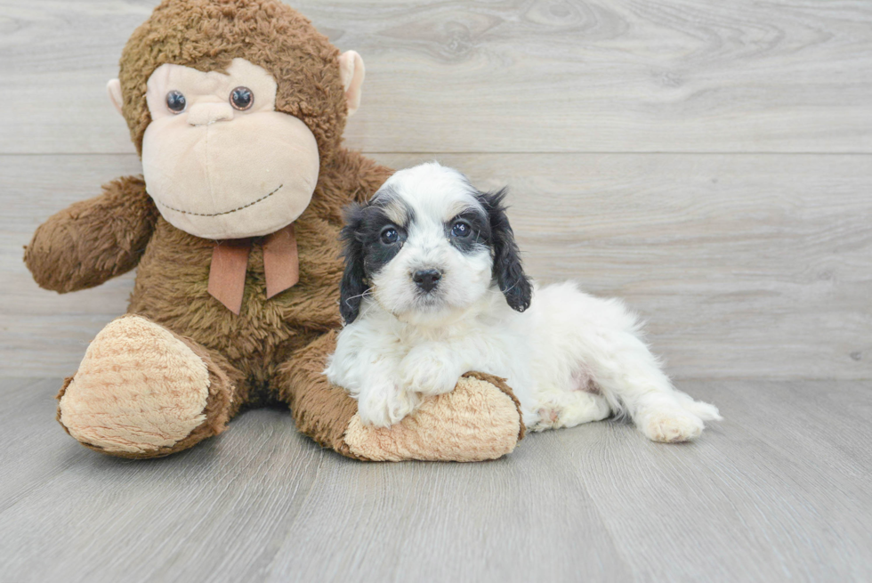 Small Cavachon Baby