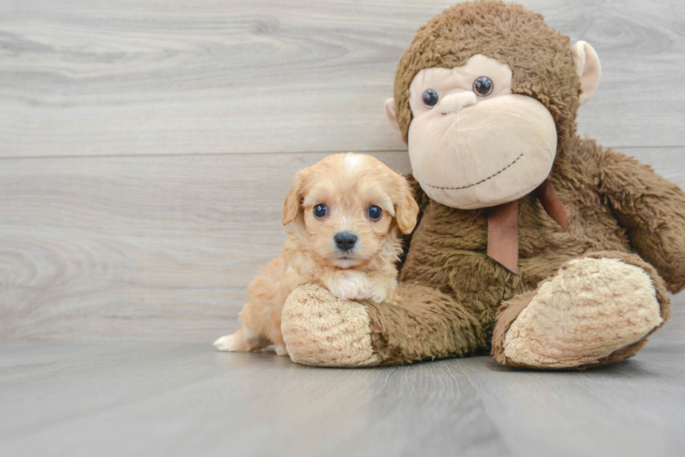 Little Cavalier Designer Puppy