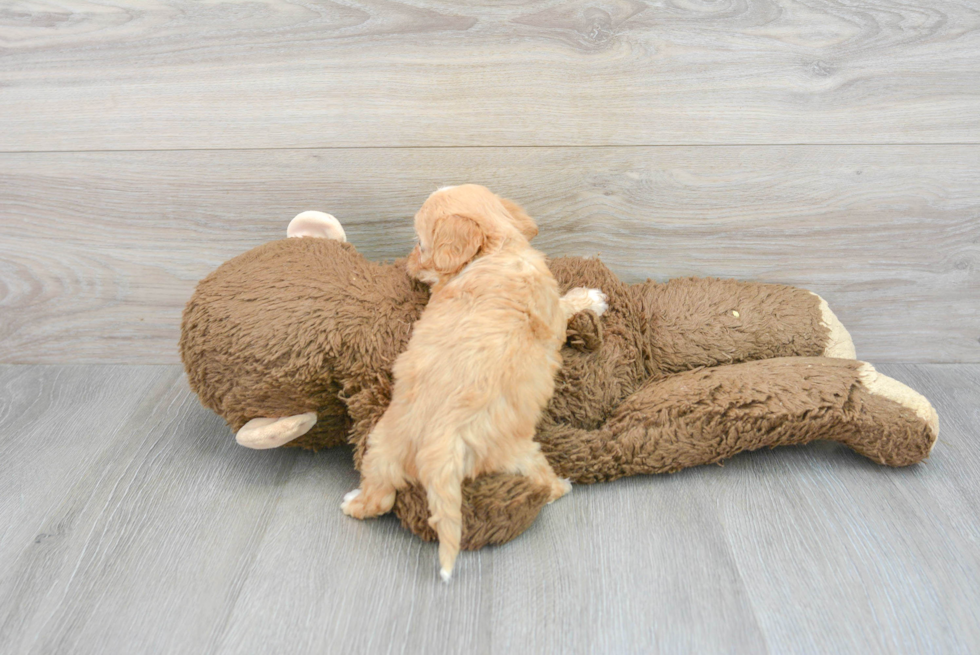 Cavachon Pup Being Cute