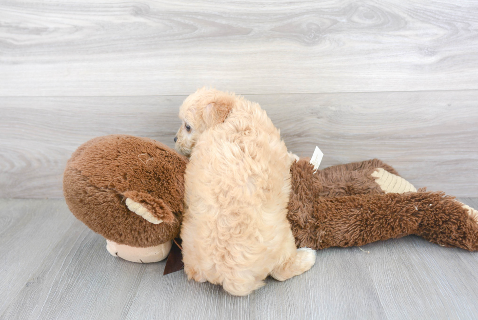 Cavachon Puppy for Adoption