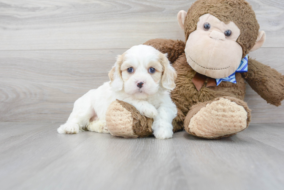 Sweet Cavachon Baby