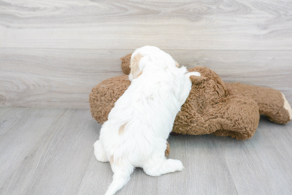 Smart Cavachon Designer Pup