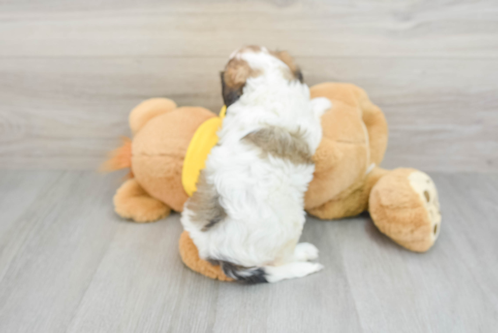 Funny Cavachon Designer Pup