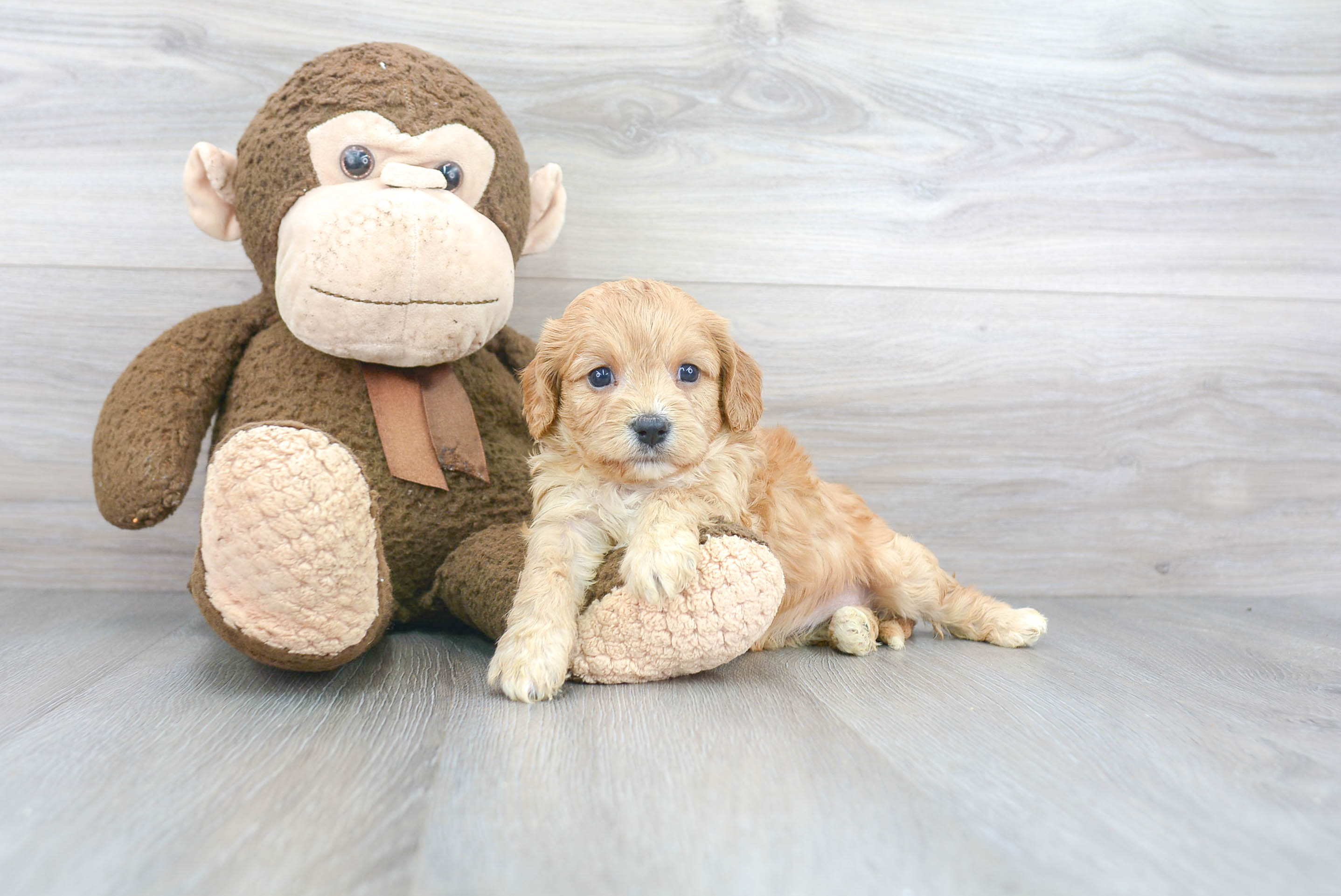 Cavachon Puppy for Adoption