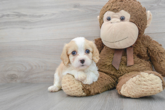 Funny Cavachon Designer Pup