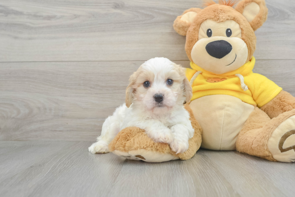 Friendly Cavachon Baby