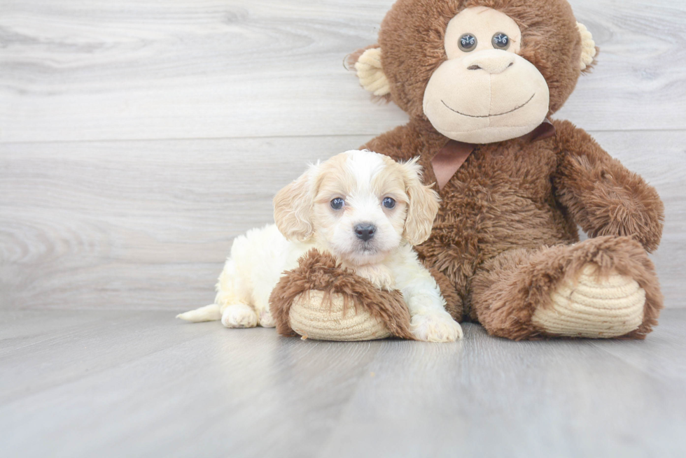 Cute Cavachon Baby