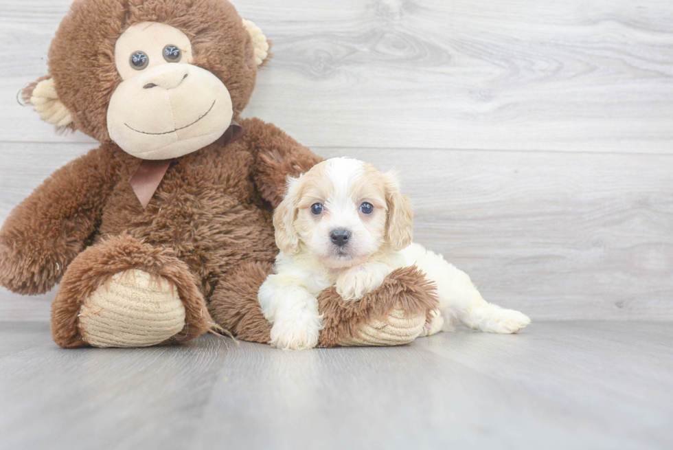 Cavachon Puppy for Adoption
