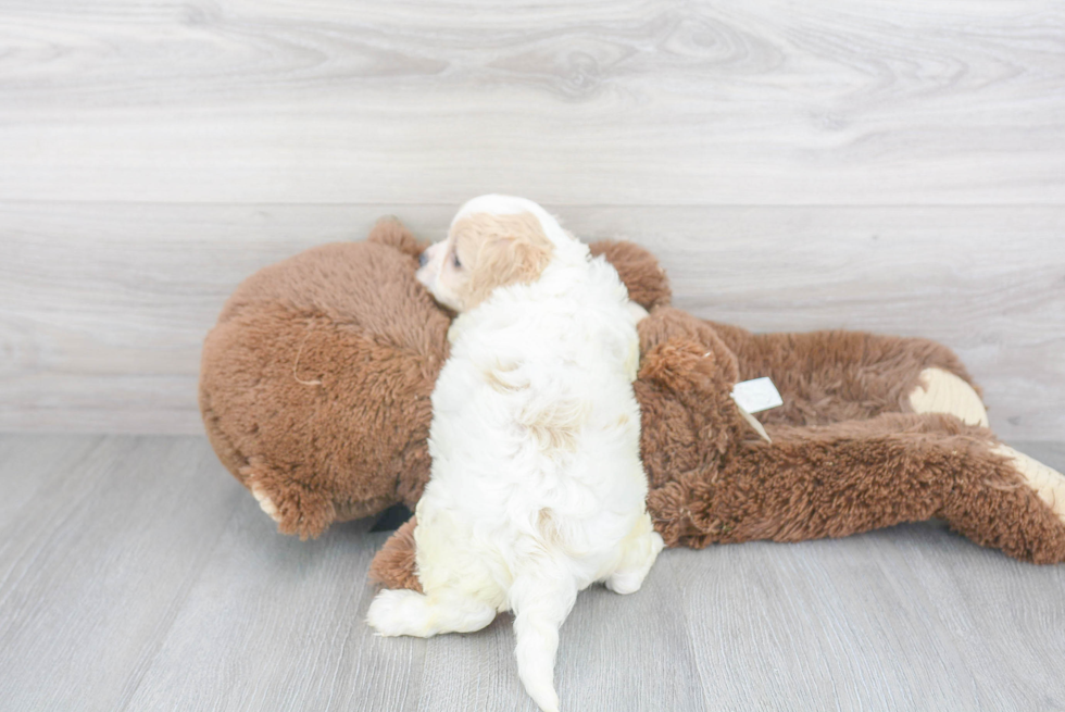 Adorable Cavalier Designer Puppy