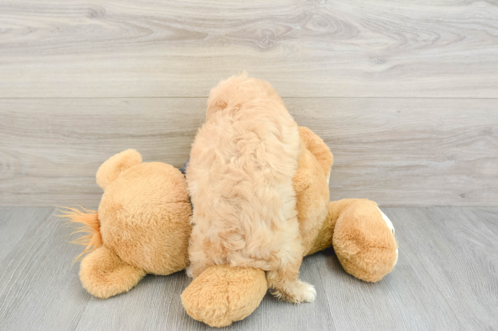 Cavachon Pup Being Cute