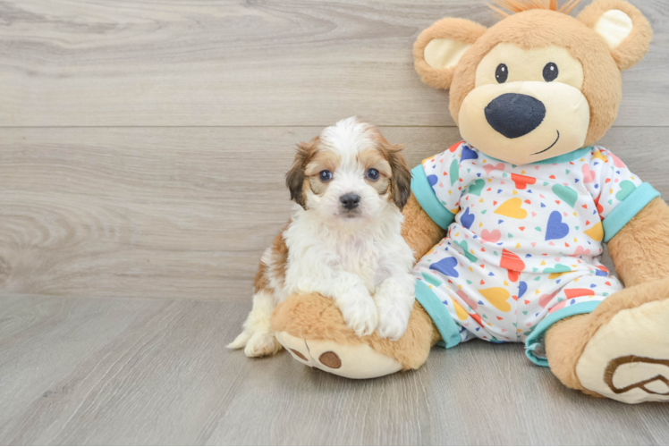 Petite Cavachon Designer Pup