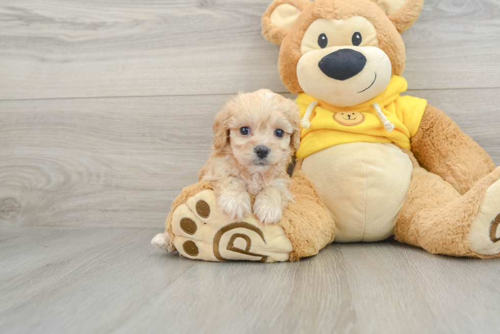 Cavachon Pup Being Cute