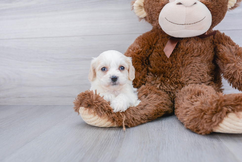 Cavachon Puppy for Adoption